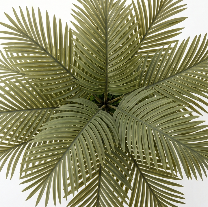 Palmora – Lampa LED z palmy Areca z doniczką