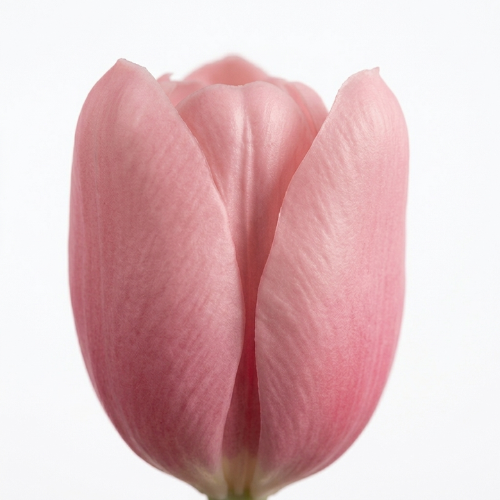 Bloomara – Bukiet Tulipanów z Lateksu o Realnym Dotyku