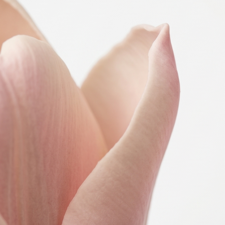 Lumora – Bukiet Tulipanów Real Touch
